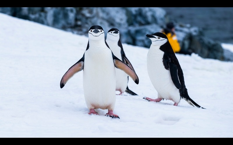 A waddle of penguins